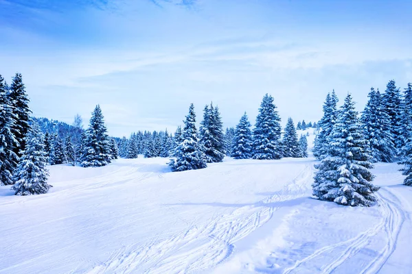 Tannenwald nach starkem Schneefall mit Schnee bedeckt — Stockfoto