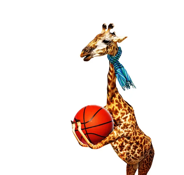 Jirafa con soporte de baloncesto en perfil — Foto de Stock
