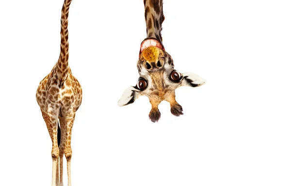 Fun cute upside down portrait of giraffe on white — 스톡 사진