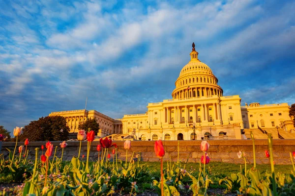 Fleurs de tulipes sur le Capitole des États-Unis — Photo