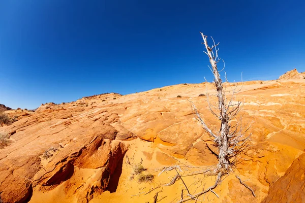 Dead wood on orange rock in the desert Utah, USA Stock Image