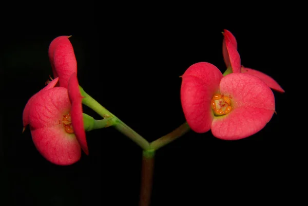 Flores Rojas Algodoncillo Aisladas Sobre Fondo Negro —  Fotos de Stock