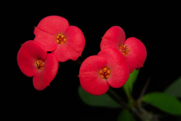 Red flowers of milkweed isolated on black background.