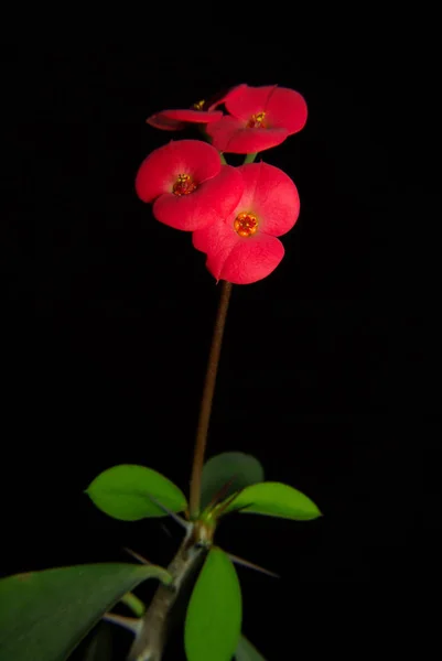 黑色背景马利筋的红色花朵 — 图库照片