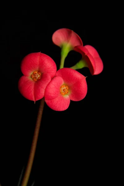 Червоні Квіти Молочаю Ізольовані Чорному Тлі — стокове фото