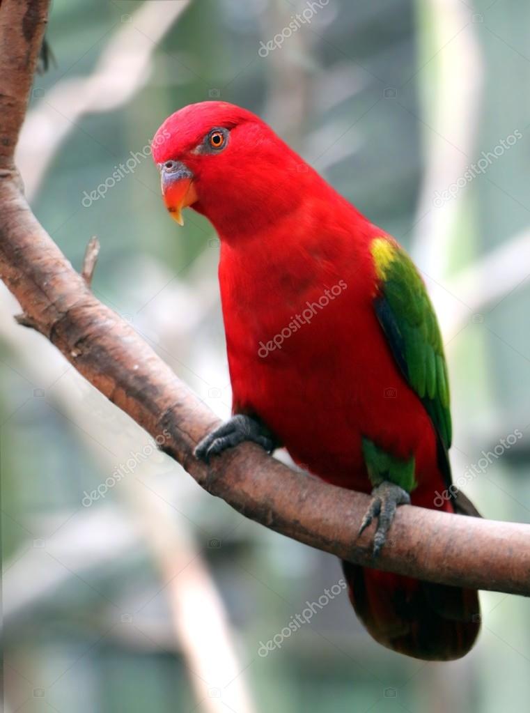 Rode vogel op een boomtak — Stockfoto © razihusin #125270432