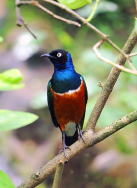 Siyah Bulbul kuş duran ağaç dalına yöneldi.