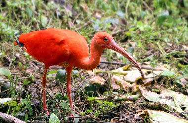 Yiyecek arayan Kızıl Kızıl aynak kuşu