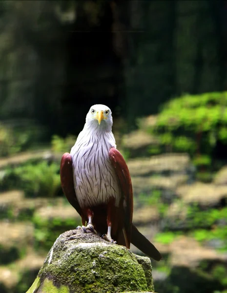 Adler steht und wartet auf Beute — Stockfoto