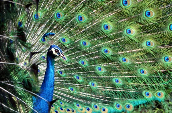 Peacock visar upp fjädrar från sida Visa vinkel — Stockfoto