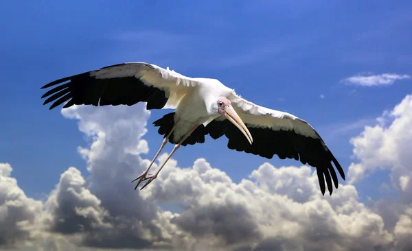 Mycteria oiseau volant avec des ailes ouvertes sous un ciel nuageux bleu — Photo
