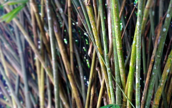 Bambu Ağaçları Arka Planda Yakın Çekim — Stok fotoğraf