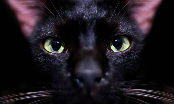 Fekete Macska Bámulta Ülve — Stock Fotó