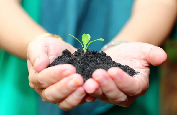 Hand Holding Green Plant Black Soil — Stock Photo, Image