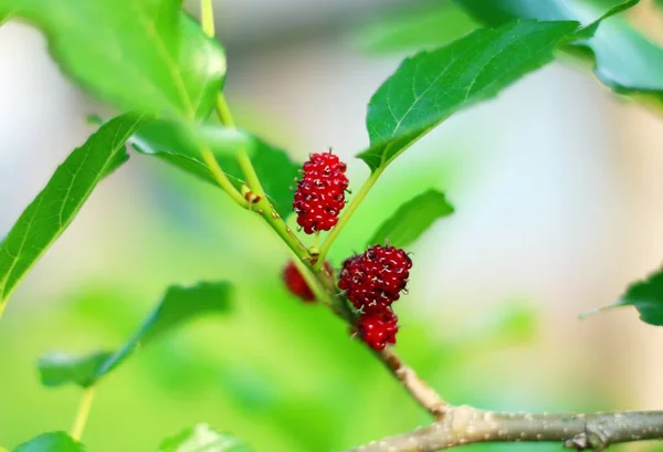 Frutti Gelso Noto Anche Come Morus Rubra Specie Rossa — Foto Stock