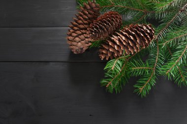 Noel ağacı dalı koni ile