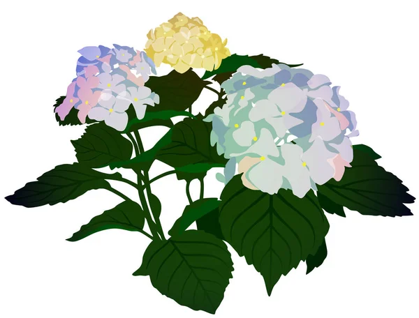 Ramo de flores hortensias lila — Archivo Imágenes Vectoriales
