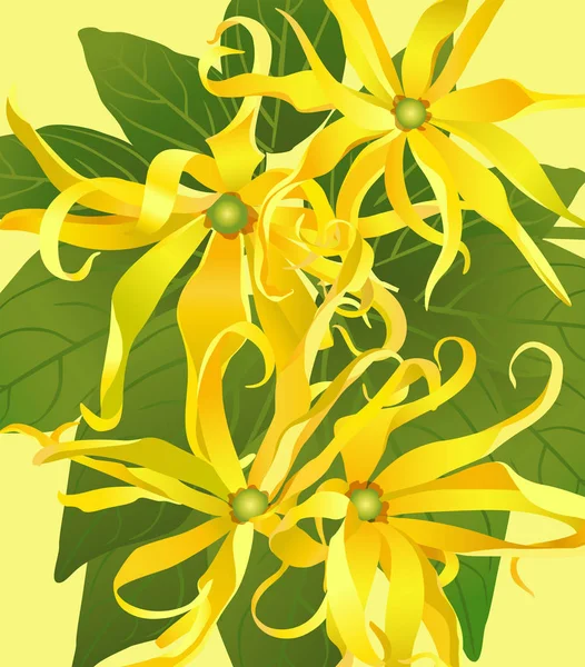 Sfondo da fiori ylang ylang — Vettoriale Stock