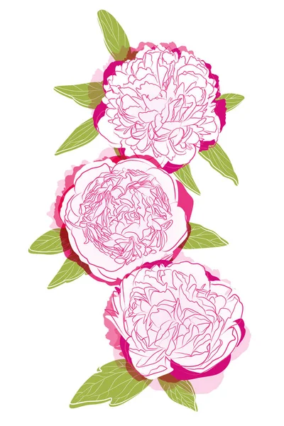 Three pink peonies — Stock Vector