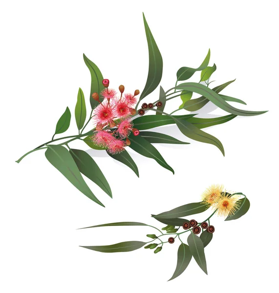 Ветки цветущего эвкалипта — стоковое фото