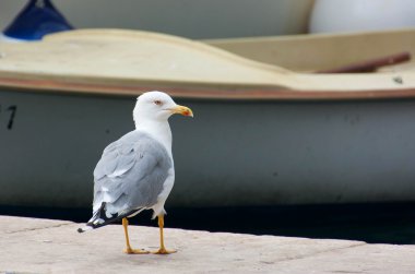 Martı (Martı), Adriyatik Denizi