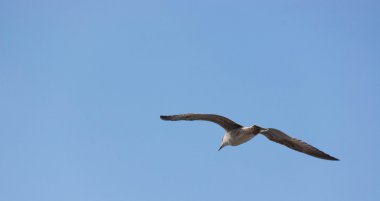 Martı (Martı), Adriyatik Denizi