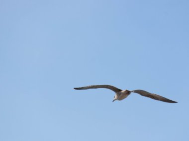 Martı (Martı), Adriyatik Denizi