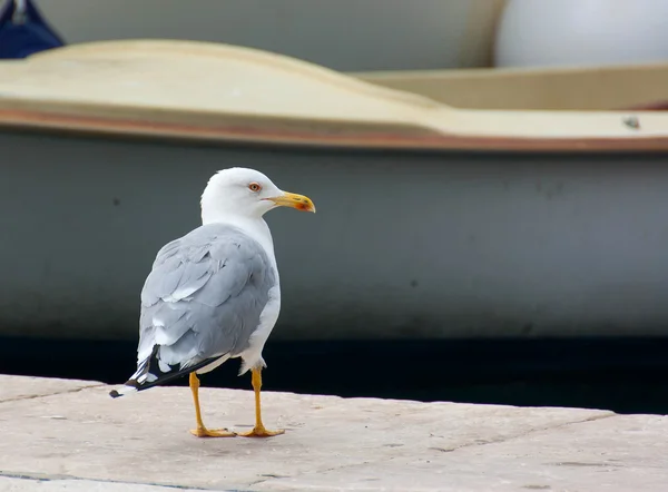 Seagull (Gull), Adriatic Sea