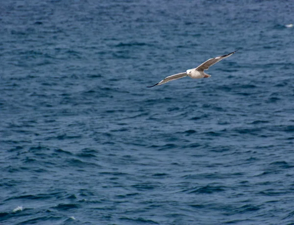 Seagull (Gull), Adriatic Sea — Stock Photo, Image