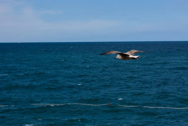 Gaviota (Gaviota), Mar Adriático — Foto de Stock