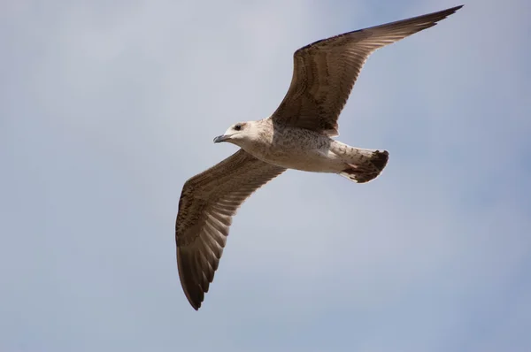 Gaivota (Gull), mar Adriático — Fotografia de Stock
