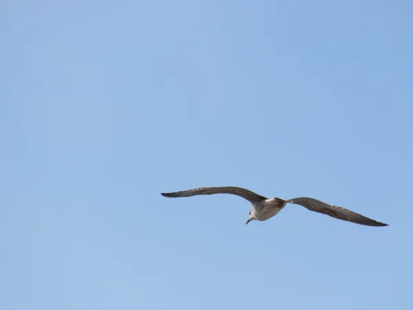 Γλάρου (Gull), Αδριατική θάλασσα — Φωτογραφία Αρχείου