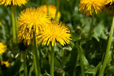 Bahar çiçek, karahindiba