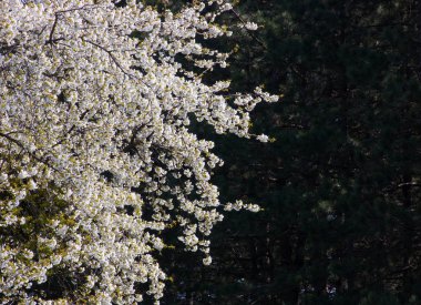 İlkbaharda açan ağaç