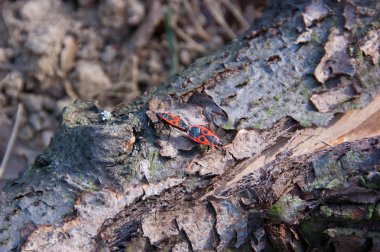 Hemiptera, kokusuz bitki böcek