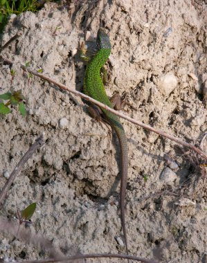 Kertenkele kum duvardaki