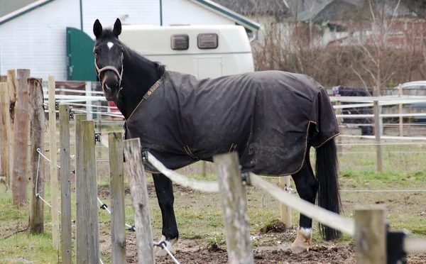 Vackra hästar, häcklöpare — Stockfoto