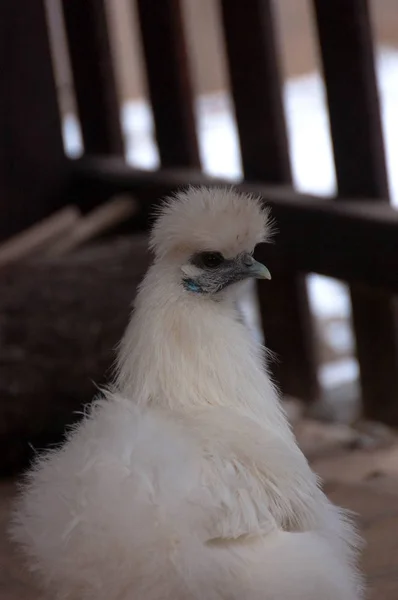 The silkie chickens — Stock Photo, Image