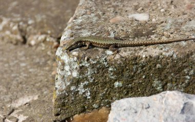 Kertenkele duran kaya