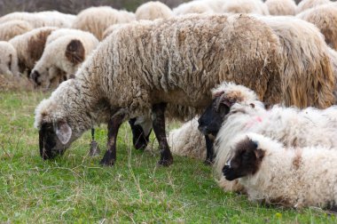 koyun ve kuzu mera üzerinde