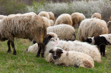 koyun ve kuzu mera üzerinde