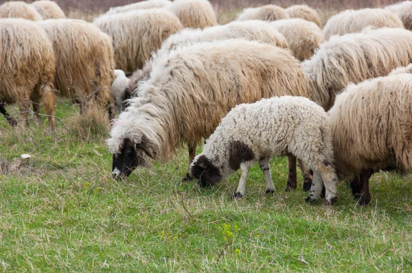 Sheep and lambs on pasture — Stock Photo, Image