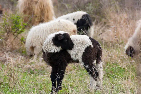 Owce i jagnięta na pastwisko — Zdjęcie stockowe