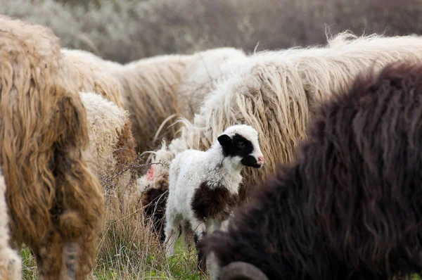 Får och lamm på bete — Stockfoto