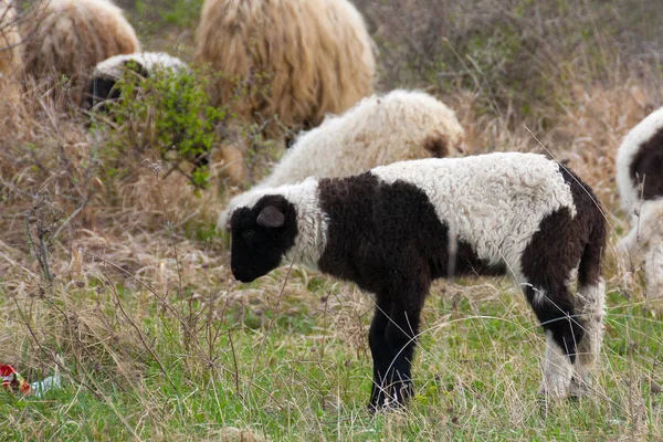 Owce i jagnięta na pastwisko — Zdjęcie stockowe