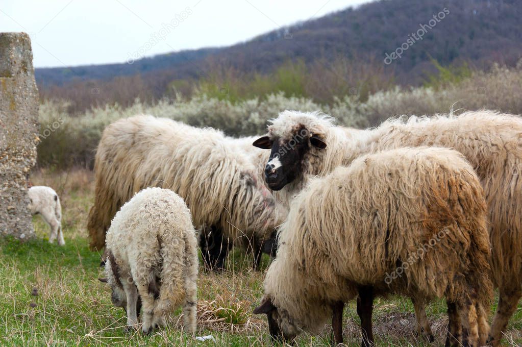 Sheep and lambs on pasture