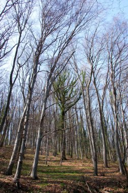 Kayın ormanı erken bahar