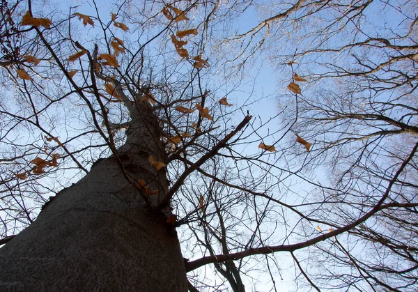 Faia árvore e céu — Fotografia de Stock