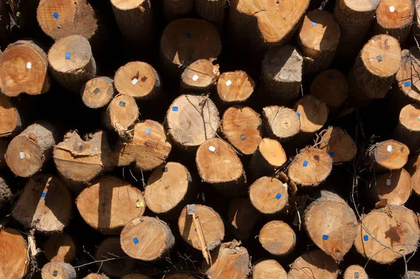 砍树树干的木材质地 — 图库照片