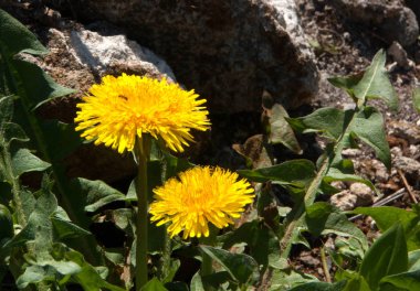 karahindiba doğadaki